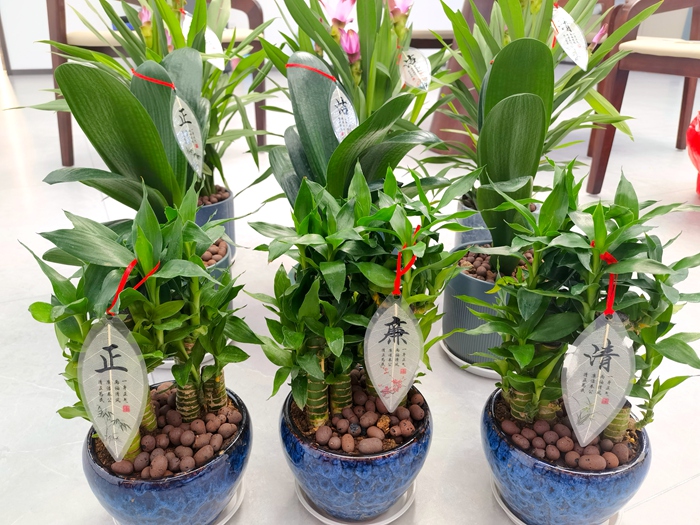 AG�����羺���ֲ�(�й���)������